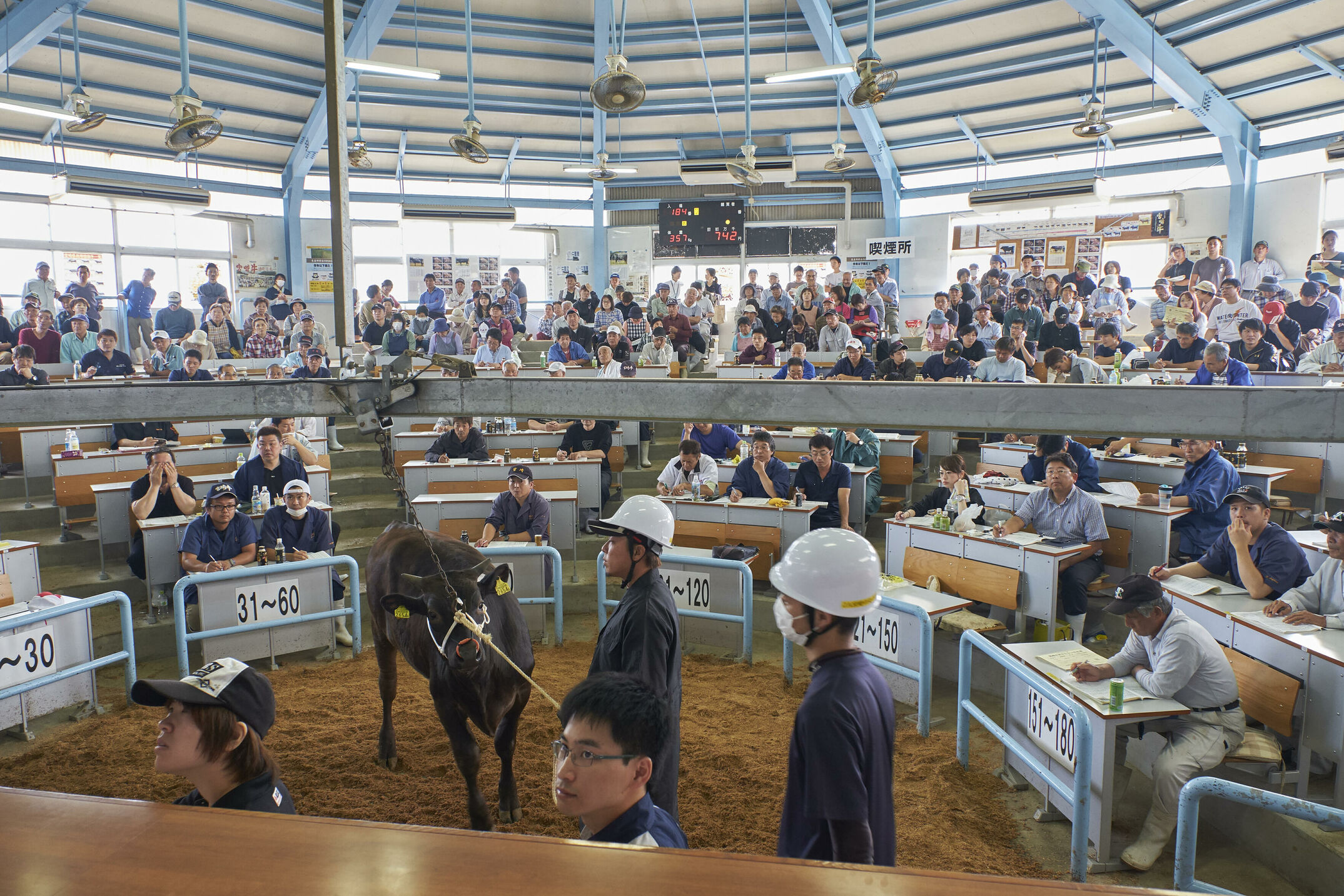 Reportage in Japan über Wagyu. Wir besuchen eine Kalbauktion, Herrn Ozaki und seine Rinder, ein Schlachthof in Himeji und eine Kobe Beef Farm in der Präfektur Hyogo. Für das BEEF! Magazin.