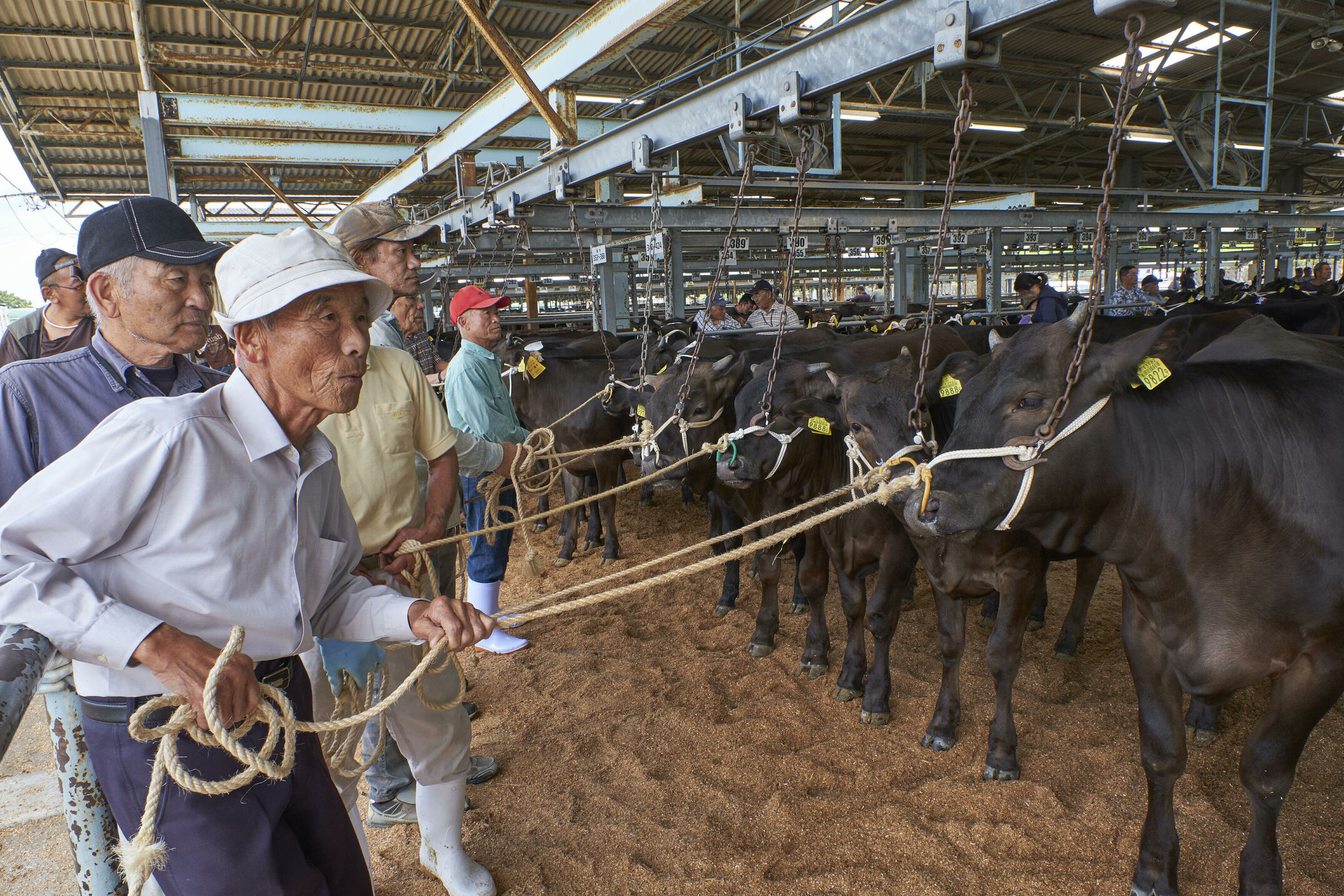 Reportage in Japan über Wagyu. Wir besuchen eine Kalbauktion, Herrn Ozaki und seine Rinder, ein Schlachthof in Himeji und eine Kobe Beef Farm in der Präfektur Hyogo. Für das BEEF! Magazin.