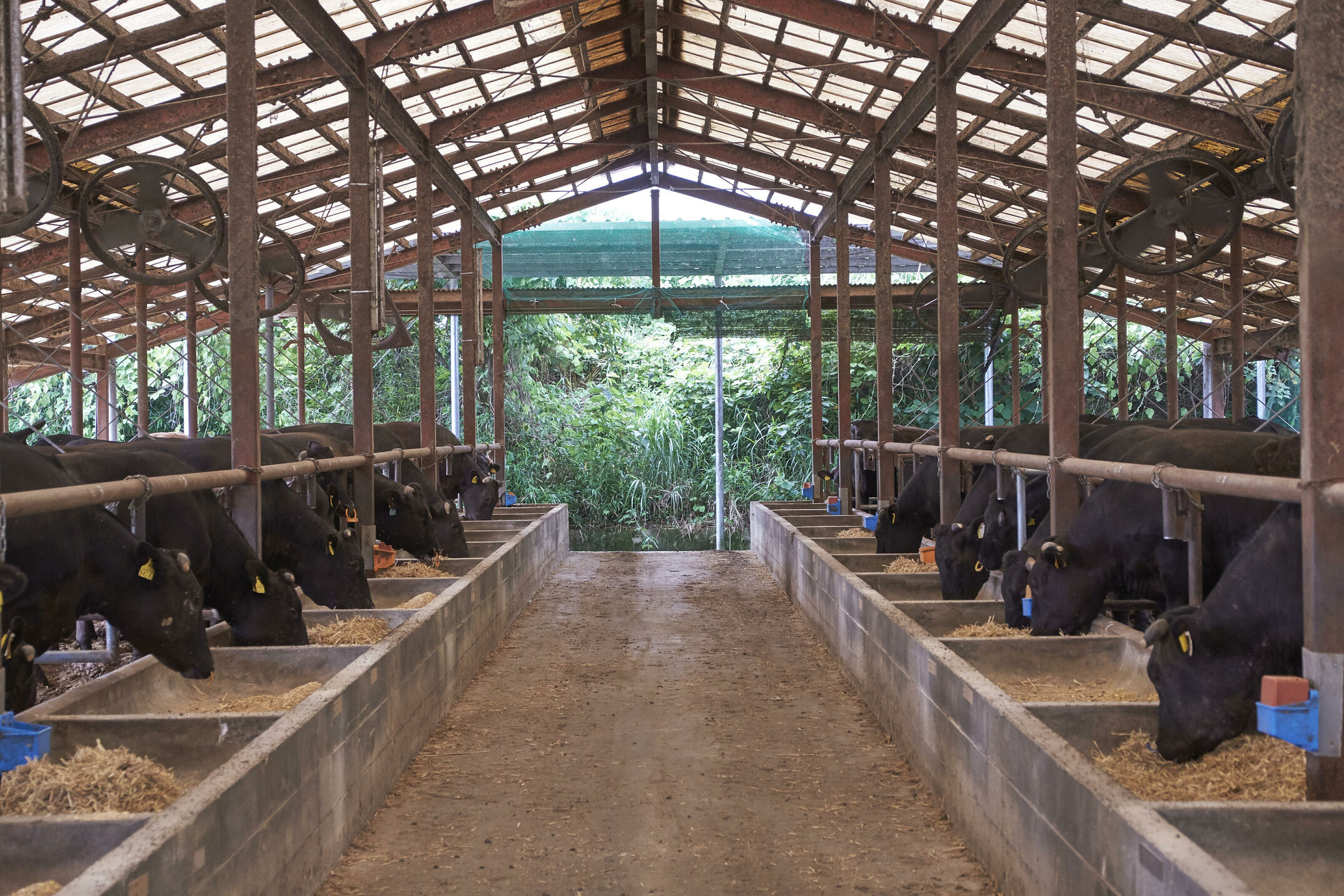 Reportage in Japan über Wagyu. Wir besuchen eine Kalbauktion, Herrn Ozaki und seine Rinder, ein Schlachthof in Himeji und eine Kobe Beef Farm in der Präfektur Hyogo. Für das BEEF! Magazin.